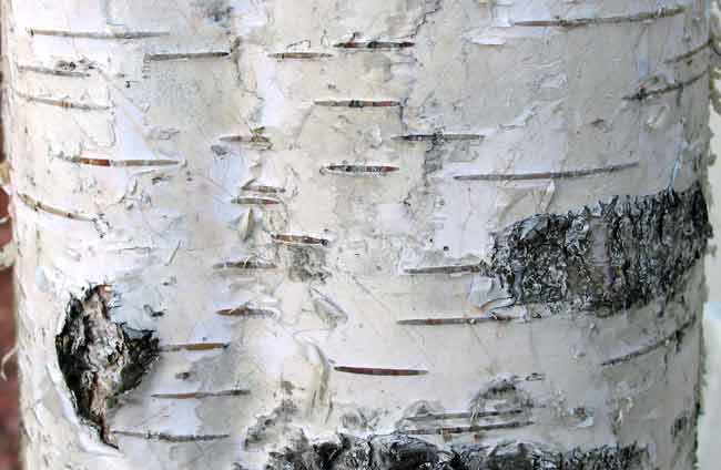 Birch bark