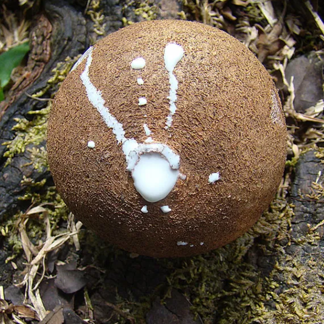 Sapodilla fruit and chicle