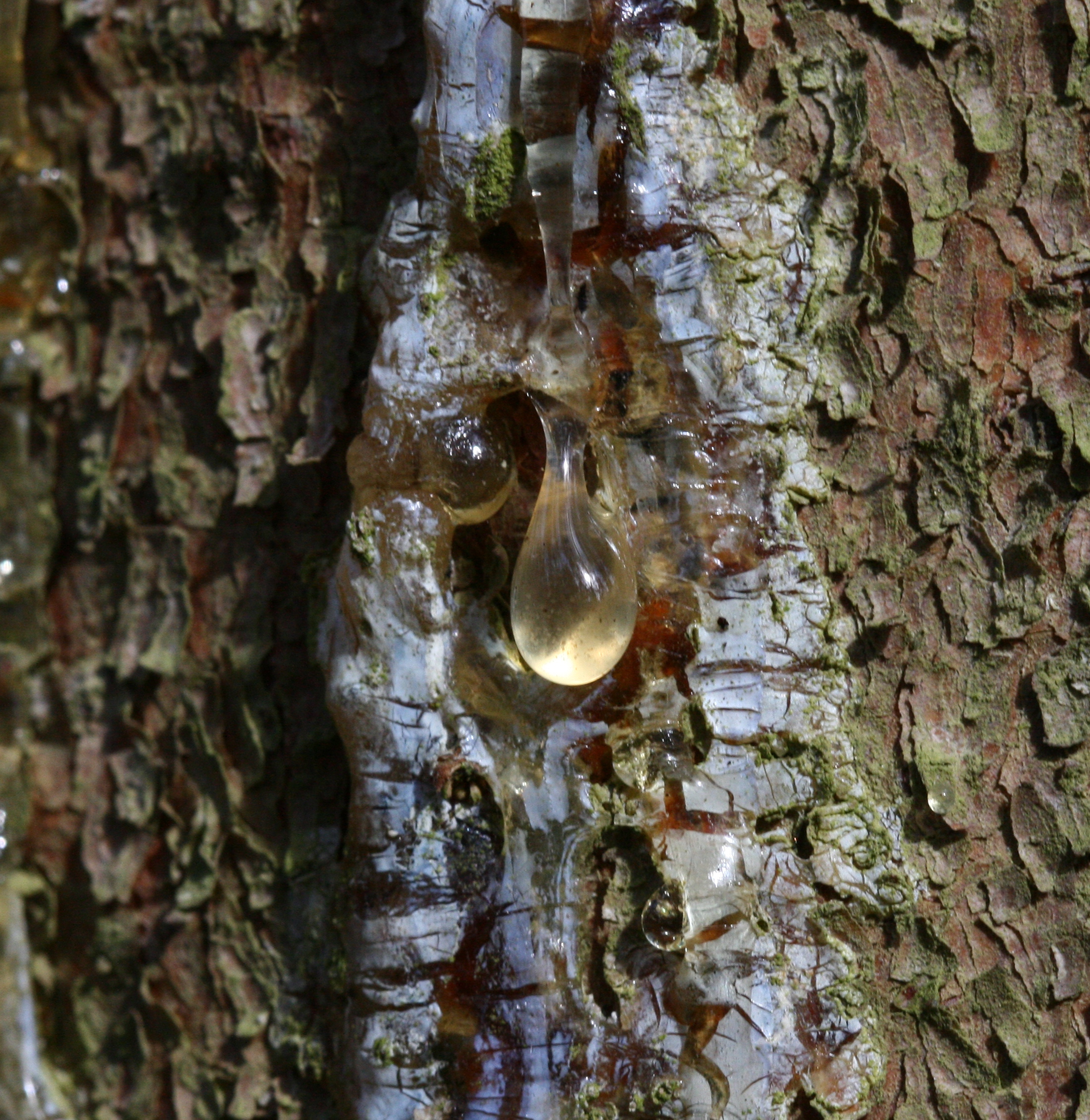 Spruce resin